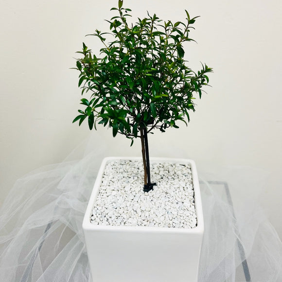 Myrtle Tree in Designer Vase