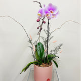 Lovely Orchid Arrangement