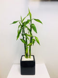 Bamboo in Designer Vase - Small