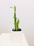 Bamboo in Designer Vase - Medium
