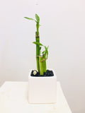 Bamboo in Designer Vase - Small