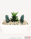 Succulent Plants in Designer Vase - 8" Long