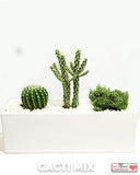 Succulent Plants in Designer Vase - 8" Long