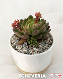 Echeveria Succulent Plant in Designer Vase - Small