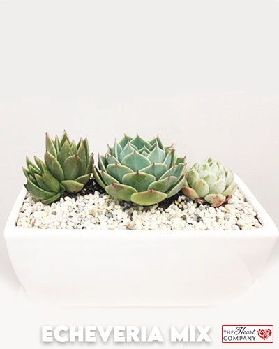 Succulent Plants in Designer Vase - 8