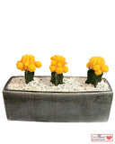 Moon Cacti in Designer Vase - 12" Long