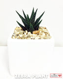 Zebra Plant in Designer Vase - Medium