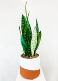 Sansevieria Snake Plant in Designer Vase