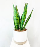 Sansevieria Snake Plant in Designer Vase