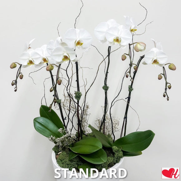 Freedom Song - Luxury Orchid Arrangement
