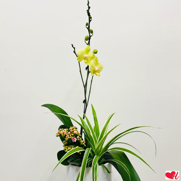 Better Than I know - Orchid Arrangement