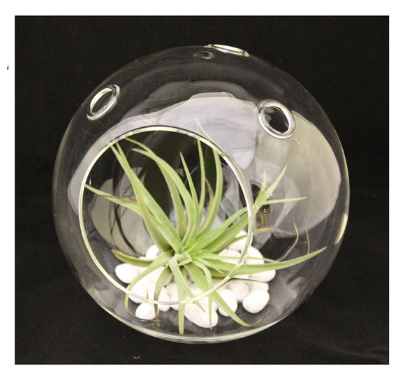 Glass Bowling Ball - Terrarium Glass Vase
