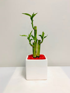 Bamboo in Designer Vase - Small