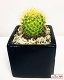 Cactus Plant in Designer Vase - Medium