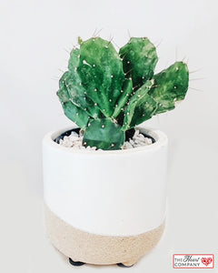 Cactus Plant in Designer Vase - Medium