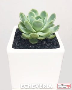 Echeveria Succulent Plant in Designer Vase - Medium