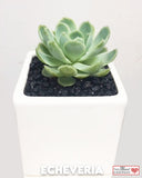 Echeveria Succulent Plant in Designer Vase - Small