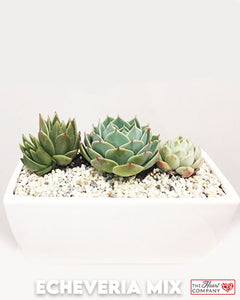 Succulent Plants in Designer Vase - 8" Long