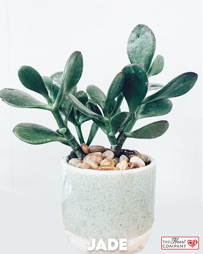 Jade Plant in Designer Vase - Small