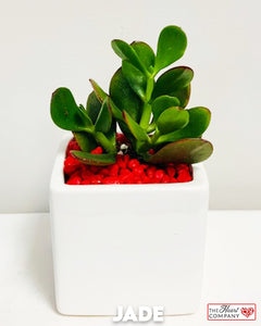 Jade Plant in Designer Vase - Small