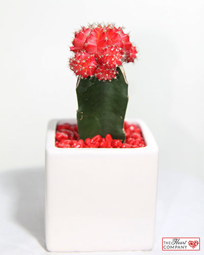 Moon Cactus in Designer Vase - Medium