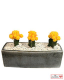Moon Cacti in Designer Vase - 8" Long
