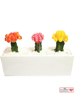 Moon Cacti in Designer Vase - 12" Long