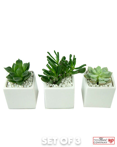 Set of 3 Succulent Plants in Designer Vase - Medium