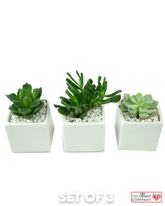 Set of 3 Succulent Plants in Designer Vase - Small
