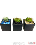Set of 3 Succulent Plants in Designer Vase - Medium