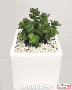 Succulent Plant in Designer Vase - Medium