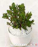 Succulent Plant in Designer Vase - Medium
