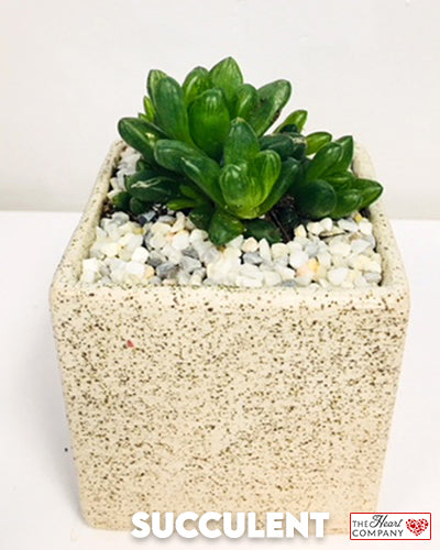 Succulent Plant in Designer Vase - Small