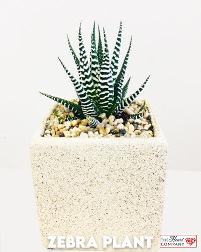 Zebra Plant in Designer Vase - Medium