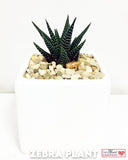 Zebra Plant in Designer Vase - Small