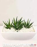 Succulent Plants in Designer Vase - 8" Long