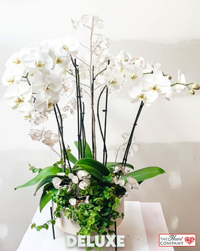 Freedom Song - Luxury Orchid Arrangement