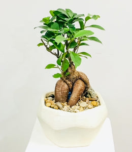 Ginseng Bonsai in Designer Vase