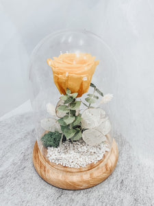 Beauty & The Beast - Preserved Roses in Glass Cloche - Light Shine Bright (Yellow)