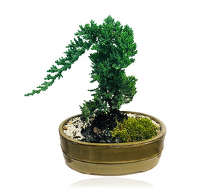 Juniper Bonsai