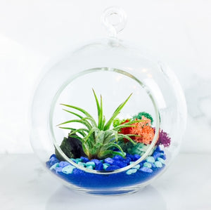 Life's a Beach - Air Plant Terrarium