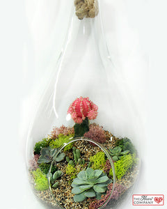 Moon Cactus Terrarium - Hanging Rope Glass