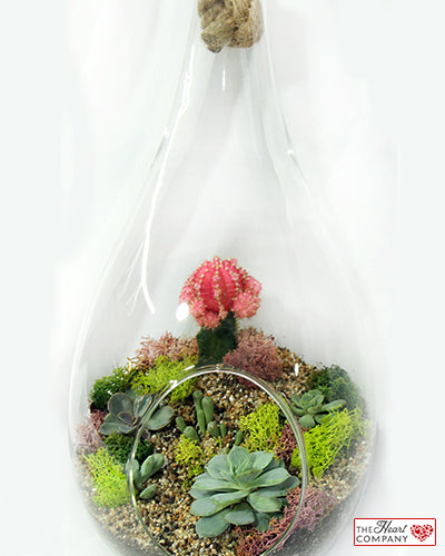 Moon Cactus Terrarium - Hanging Rope Glass