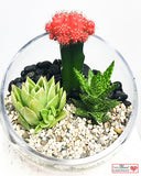 Moon Cactus Terrarium - Slant Glass