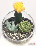 Moon Cactus Terrarium - Slant Glass