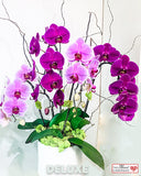 Purple Passion - Luxury Orchid Arrangement