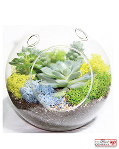 Succulent Terrarium - Glass Globe