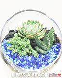 Succulent Terrarium - Slant Glass - Large