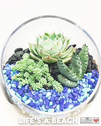 Black Earth - Succulent Terrarium - Slant Glass - Medium