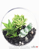 Black Earth - Succulent Terrarium - Slant Glass - Medium